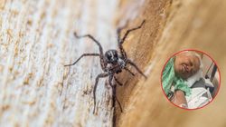 Bakteria "pożera jej ciało". Walczy o życie po pogryzieniu przez pająki