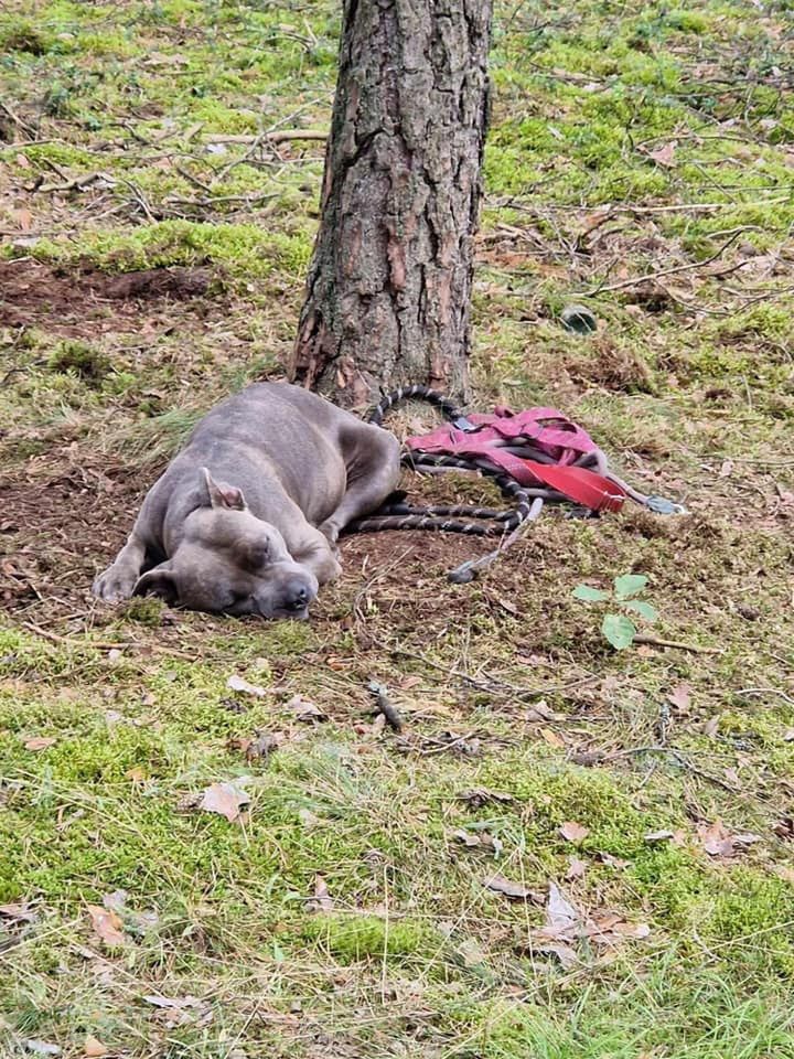 Zdjęcie psa upublicznione przez Łukasza Litewkę