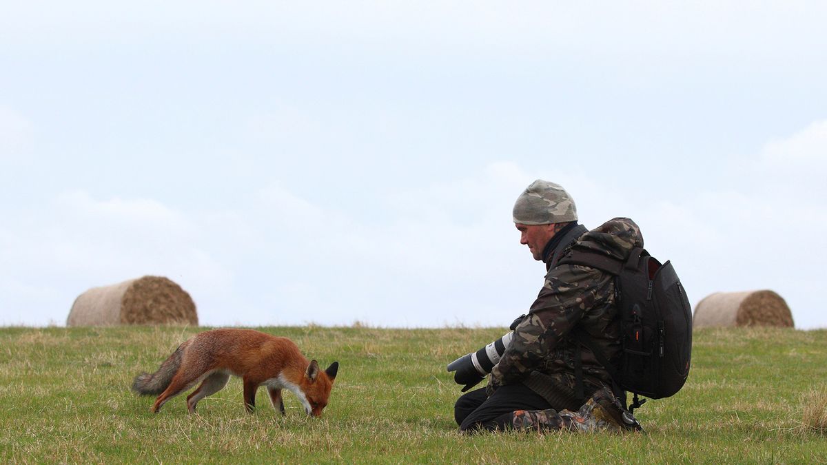 Dwóch fotografów wychowało lisa. Odwdzięcza im się pozowaniem 1