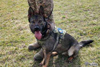 Psy przekazane Ukrainie. Zostały wyszkolone, by szukać min