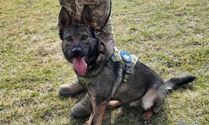 Psy przekazane Ukrainie. Zostały wyszkolone, by szukać min