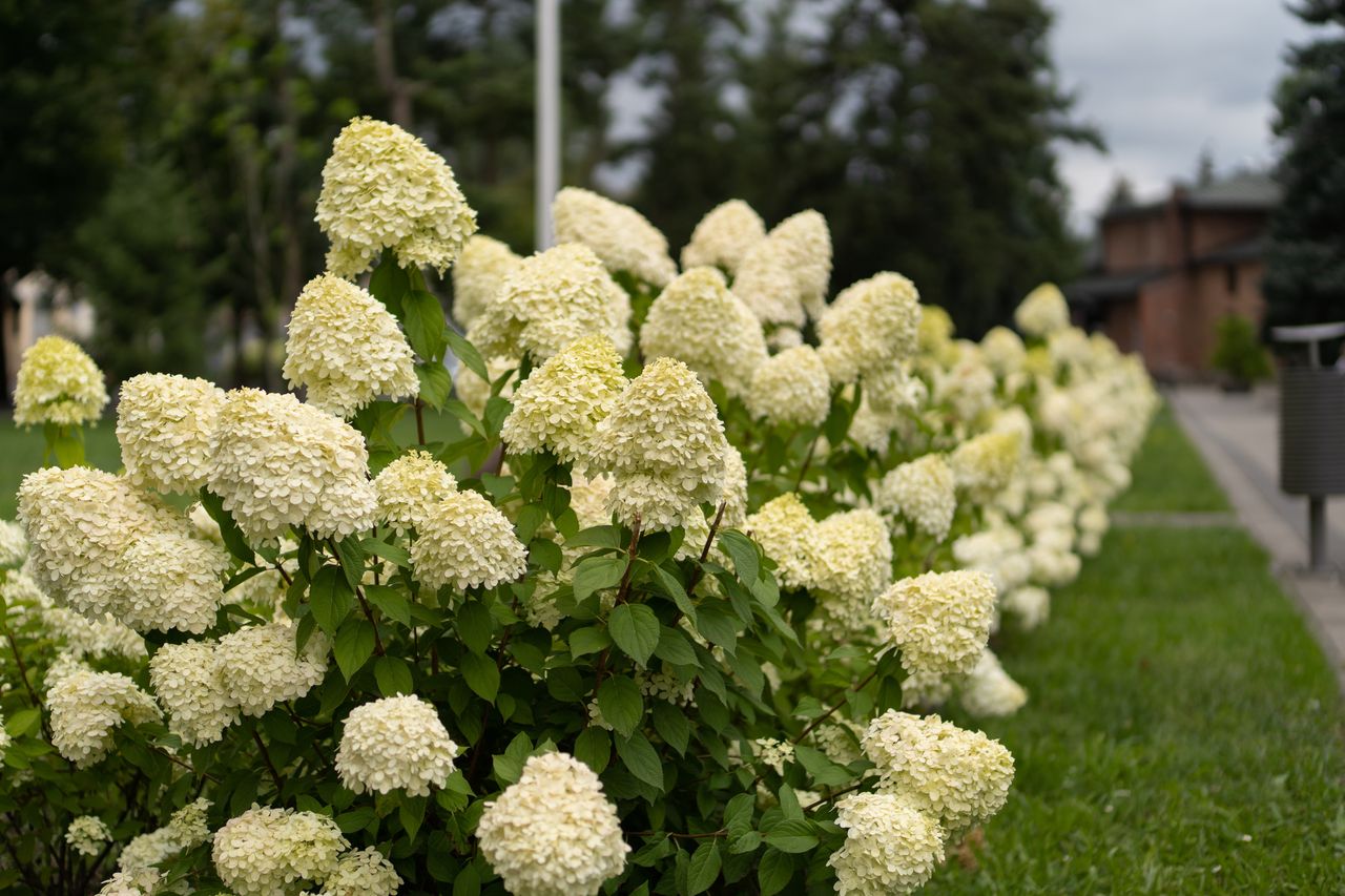 Jesienne sadzenie hortensji. Jeszcze zdążysz to zrobić, ale lepiej się pospiesz