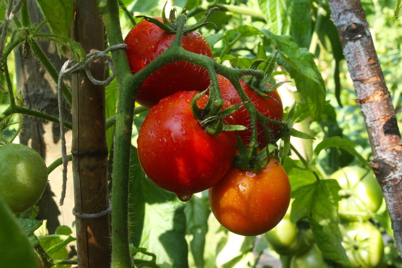 How to make a natural spray for tomatoes?