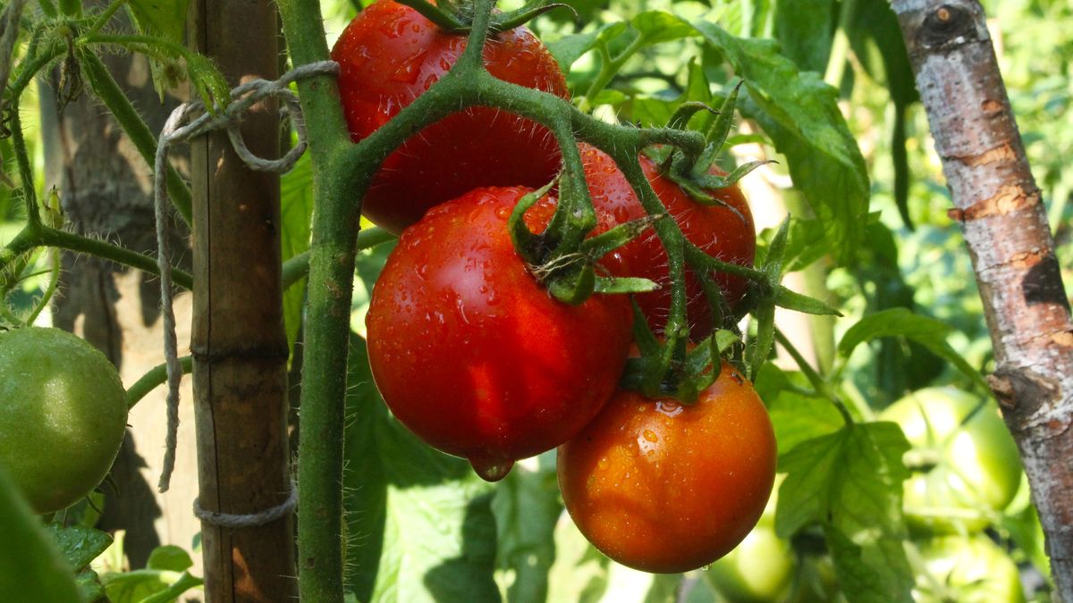 Jak zrobić naturalny oprysk na pomidory? 