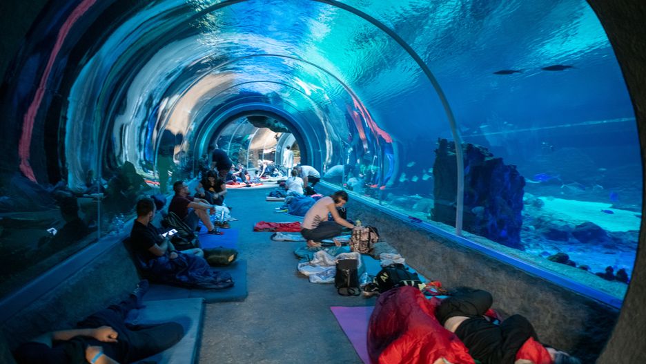 Wakacje się kończą, za to sezon na "nocowanki" w zoo właśnie się