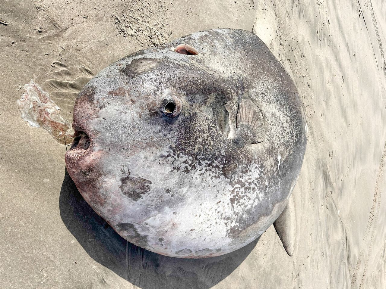 Ocean sunfish washed ashore on Gearhart Beach in Oregon