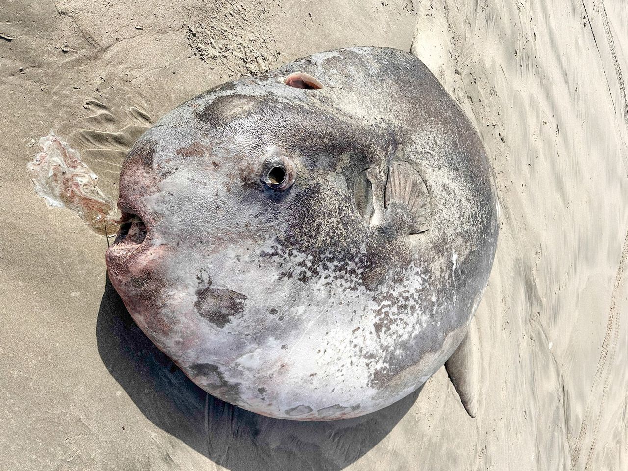 Samogłów wyrzucony na brzeg plaży Gearhart w Oregonie