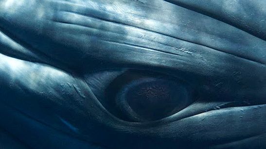 Tak powstają zdjęcia wielorybów w ich naturalnej wielkości (wideo) 1