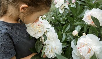 Piękne, ale zabójcze. Te rośliny mogą być groźne dla dzieci i zwierząt