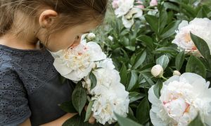 Piękne, ale zabójcze. Te rośliny mogą być groźne dla dzieci i zwierząt