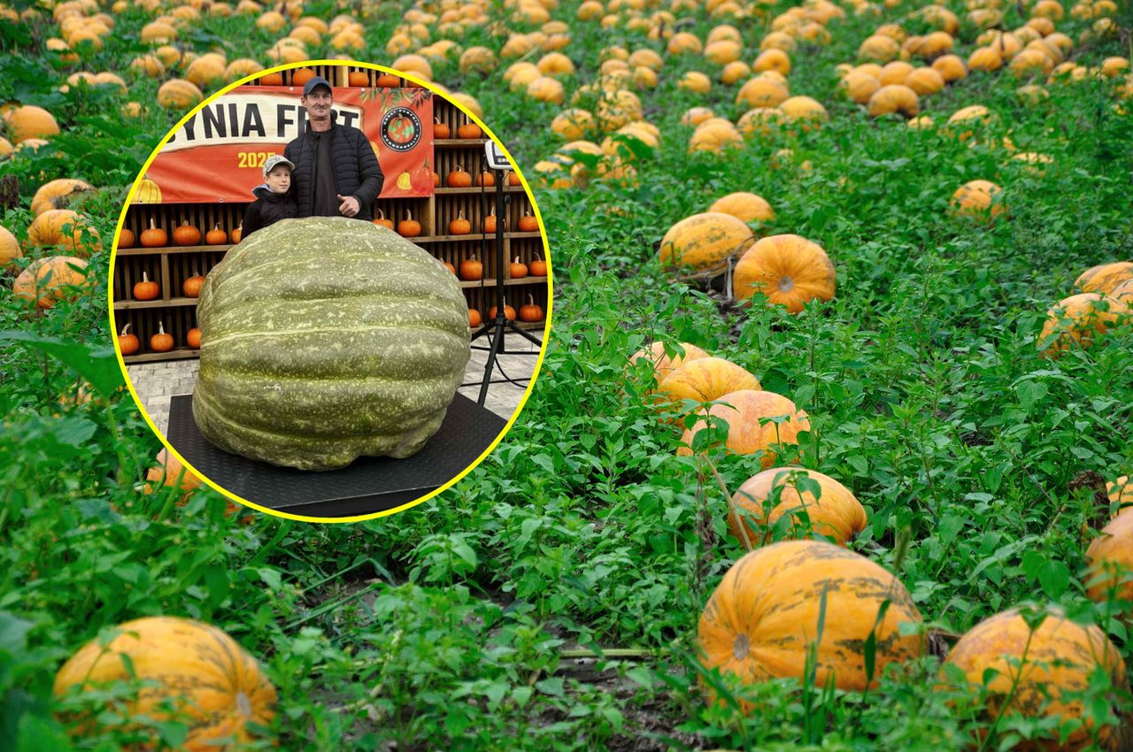 Kaszubska dynia bije rekord Polski. Klementyna waży tyle, co fortepian koncertowy