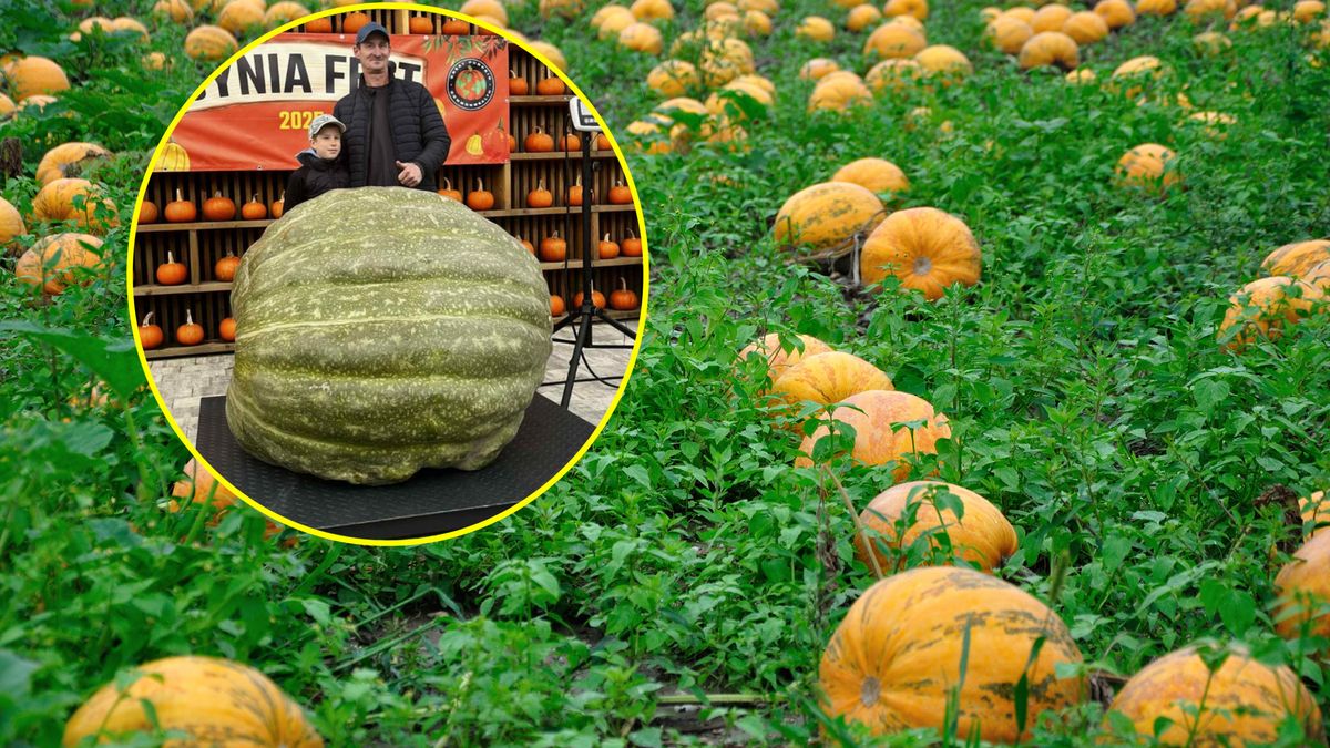 Dynia Klementyna waży 551,5 kg