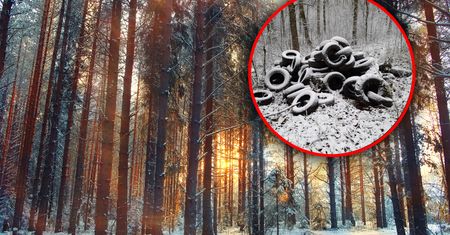 Leśnicy pokazali zdjęcie. Takiej "niespodzianki" się nie spodziewali