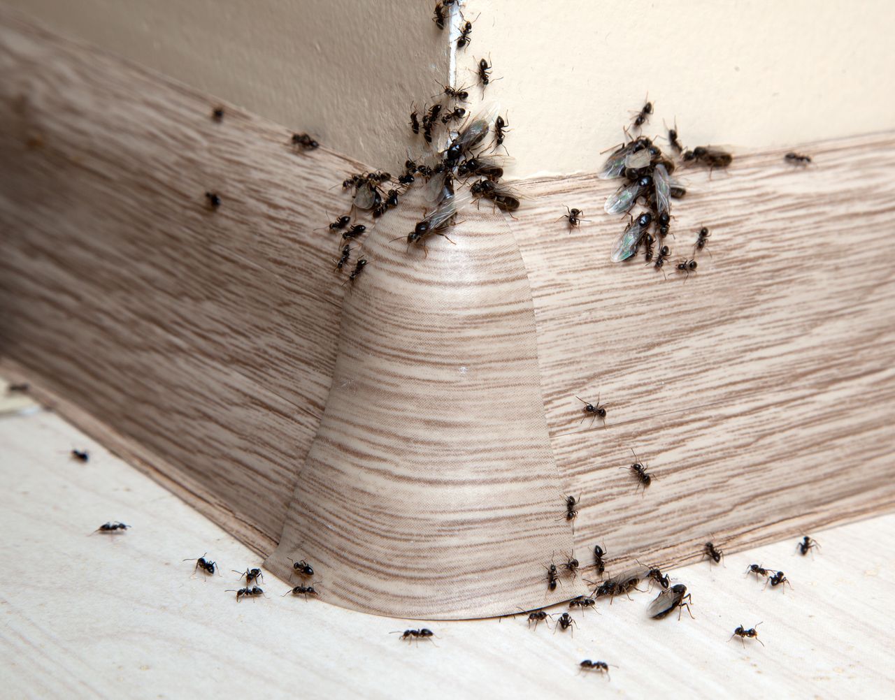 Repelling household ants the humane way: vinegar, salt, and coffee provide the answer