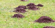 Posadź w ogrodzie. Krety będą uciekać w popłochu