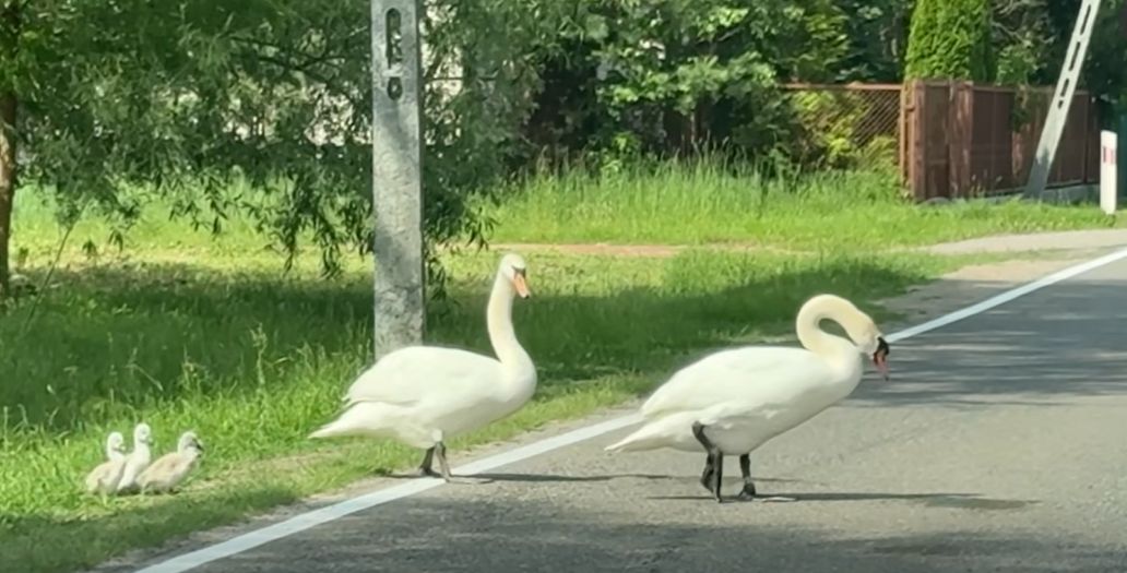 "Tata" zatrzymał ruch na drodze. Wszystko nagrali