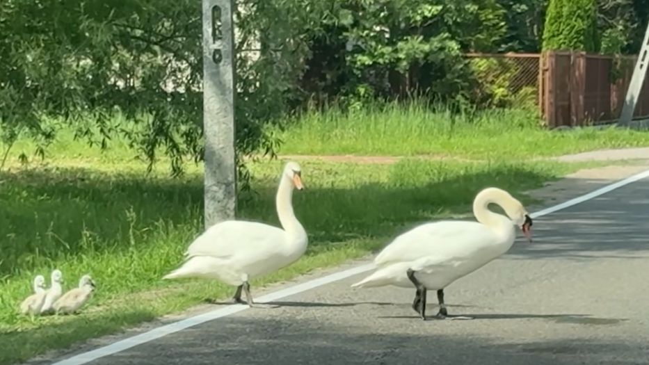 "Tata" zatrzymał ruch na drodze. Wszystko nagrali