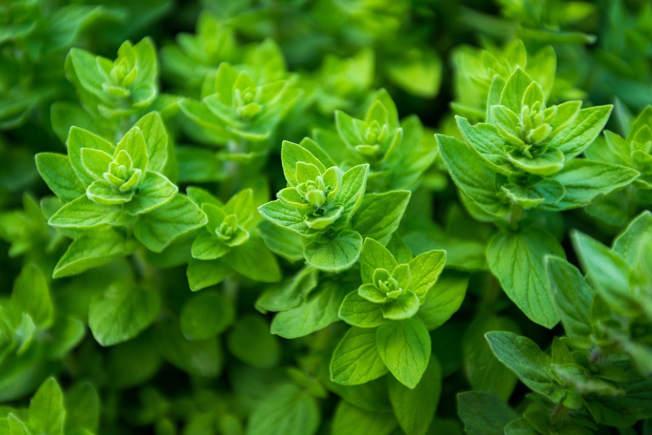 Oregano: Vom Pizzagewürz zum vielseitigen Gesundheitswunder