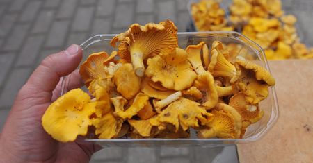 Cena kurek 2022 bije rekordy. Ile kosztują w sierpniu?
