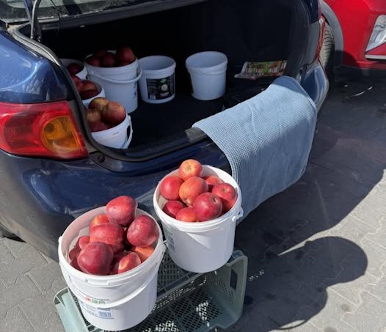 91-latek sprzedaje jabłka pod Kauflandem. "Jak sam mówi, pomaga córce"