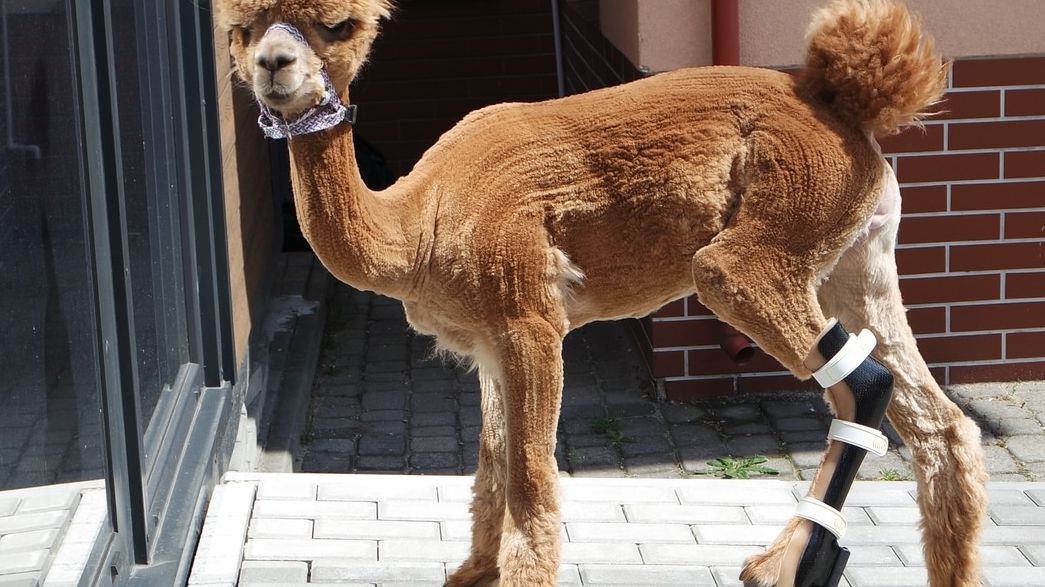 Wiily jest pierwszą w Polsce alpaką z protezą nogi