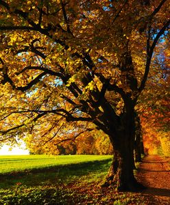 Meteorologiczna jesień. Kiedy kończy się lato na półkuli północnej?