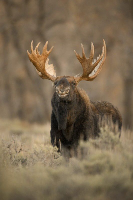 "Shark Moose"
