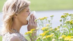 Pyłek kwiatowy - właściwości, przeciwwskazania, dawkowanie