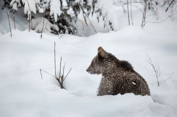 Zaskoczył turystów. "Prosimy o maksymalną ostrożność"