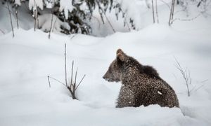 Zaskoczył turystów. "Prosimy o maksymalną ostrożność"