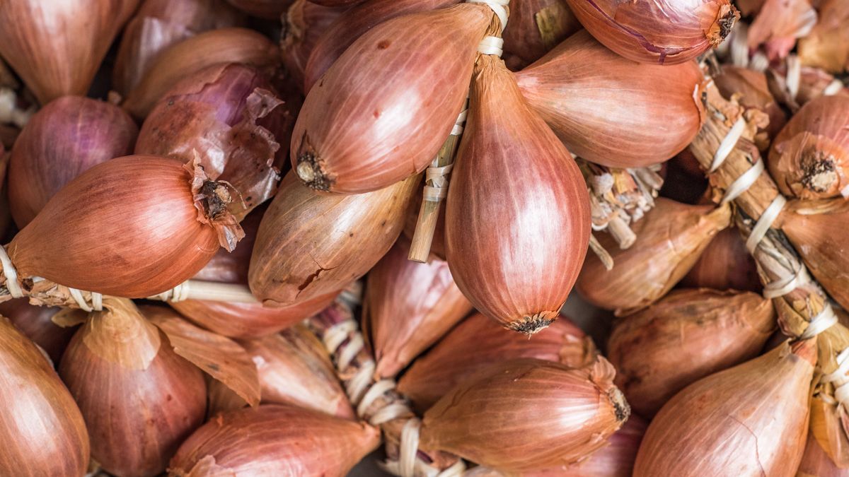 Szalotka jest bardziej uniwersalna niż zwykła cebula