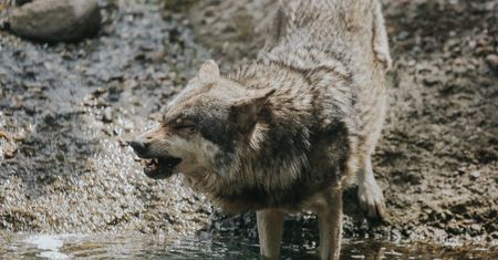 Wilki zaatakowały tuż przy ruchliwej trasie. "Ludzie się naprawdę boją"