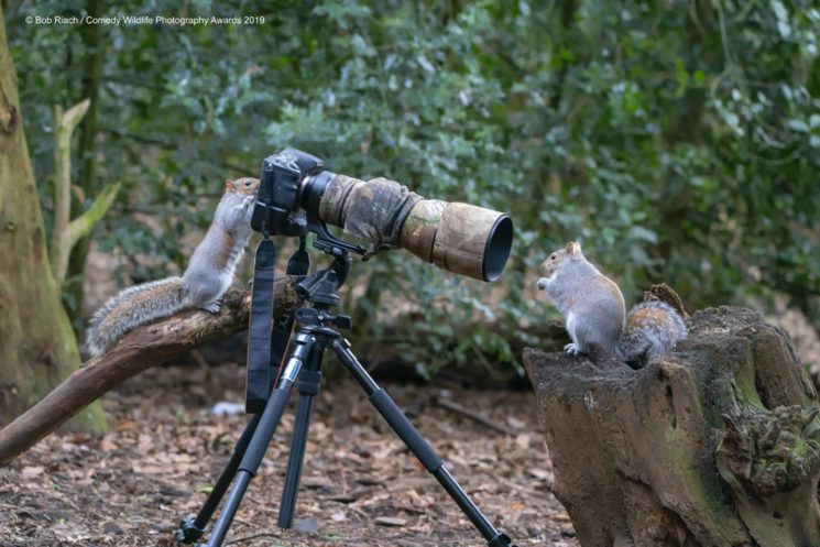 Najśmieszniejsze zwierzęta w konkursie Comedy Wildlife Photography Awards 2019 14