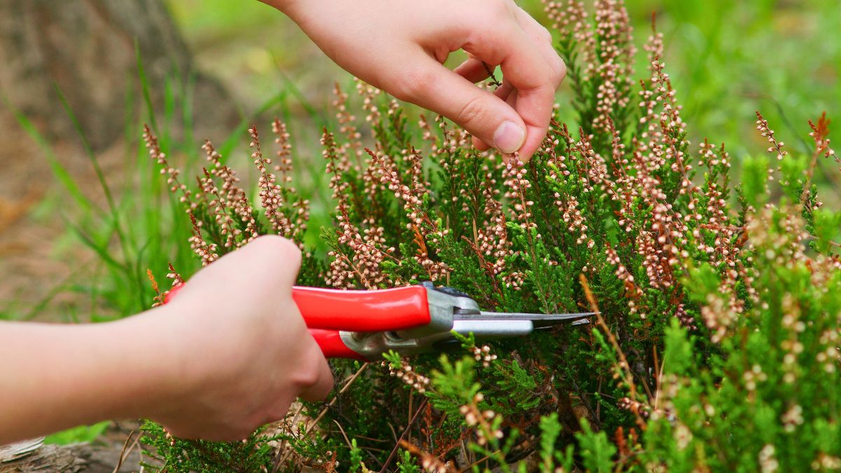 Teraz już wiem, kiedy przycinać wrzosy 