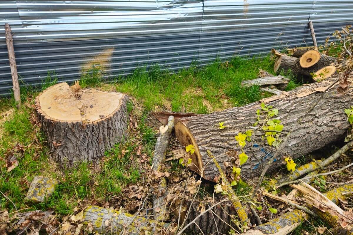 Wycięte topole obok budowanej Biedronki przy ul. Krężnickiej