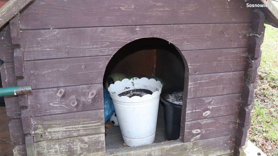 Śląskie. Na swojej posesji sprawcy napaści w Dąbrowie Górniczej ukryli w psiej budzie m.in. susz marihuany i sadzonki konopi indyjskich.