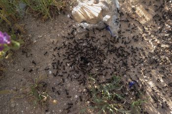 Pasożytnicza królowa przejmuje kontrolę nad kolonią mrówek