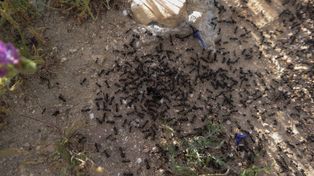 Pasożytnicza królowa przejmuje kontrolę nad kolonią mrówek