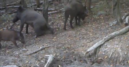 Sylwestrowa impreza dzików. Nagranie podbija internet