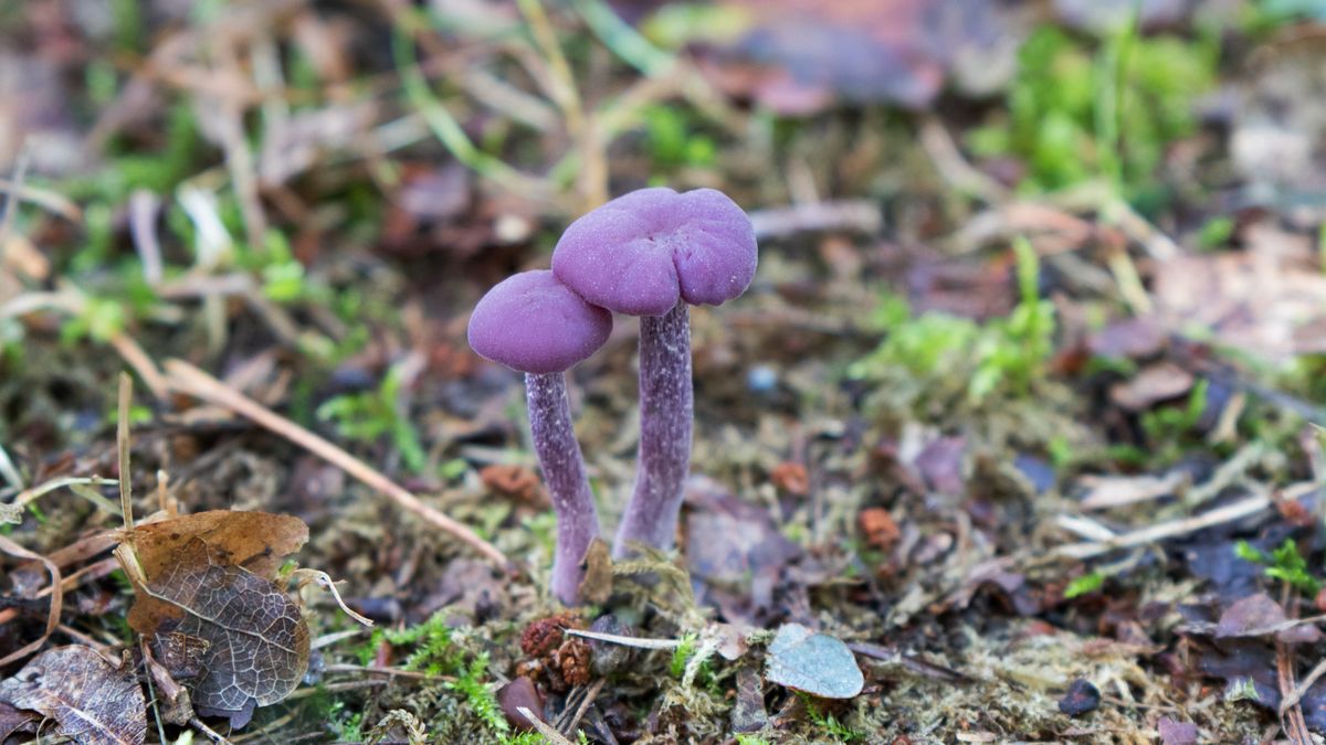 Co musisz wiedzieć o lakówce ametystowej?