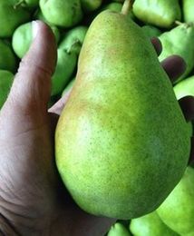 Krajowe śliwki, gruszki i jabłka już w sprzedaży. Jakie ceny?