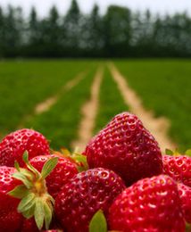 Spożycie owoców i warzyw rośnie. Trend już niedługo się zmieni