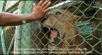 Dwa lwiątka przetrwały najtrudniejszy okres w życiu