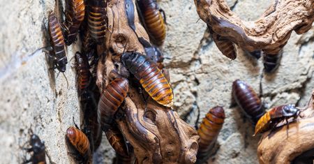 Najlepsza broń na insekty. Znikną w mig