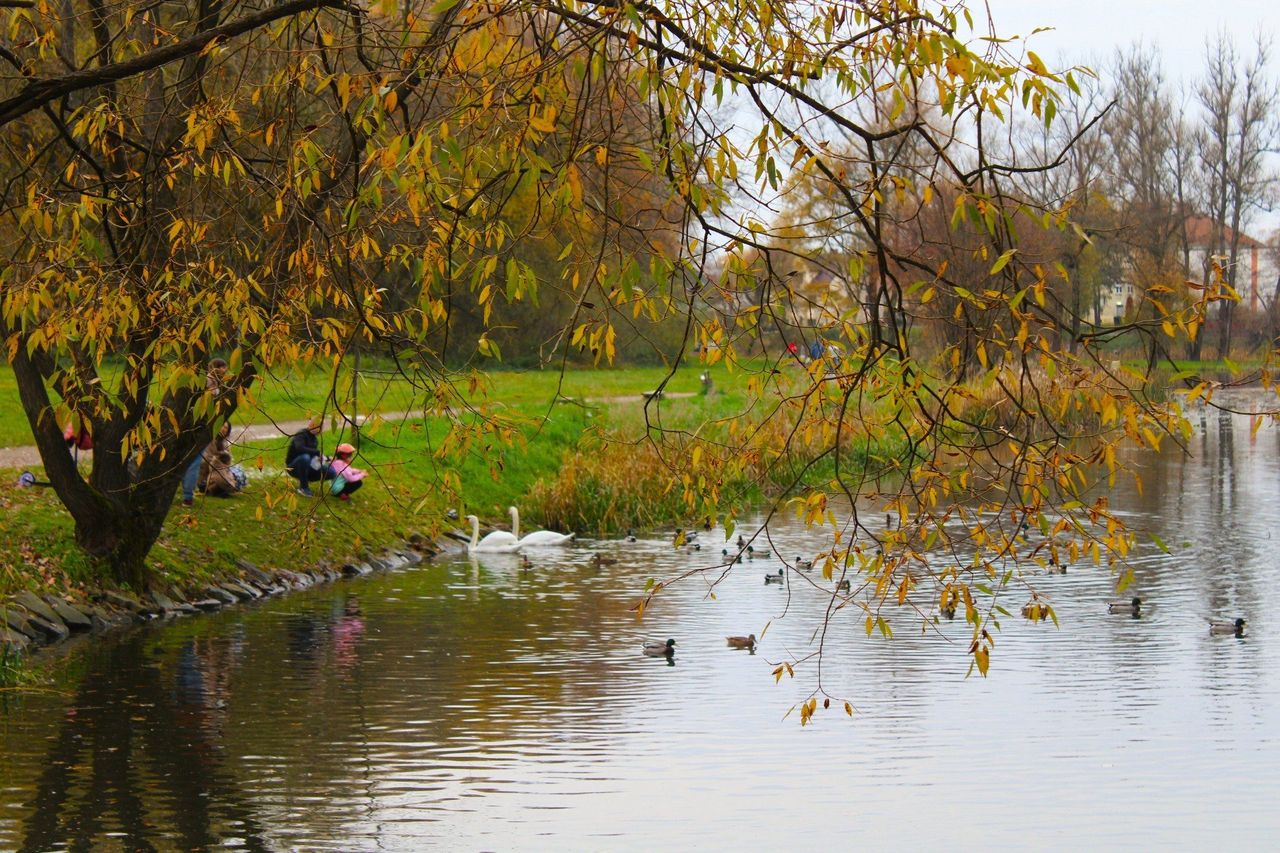 Skawina: Jesień w miejskim parku. Liście zasypały mokre alejki