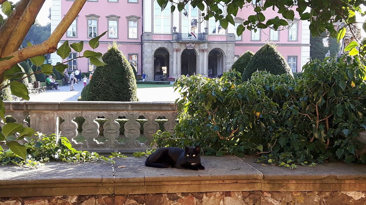 Tajemnicze zniknięcie kotów z Zamku Książ. Jeden został pobity, inny otruty
