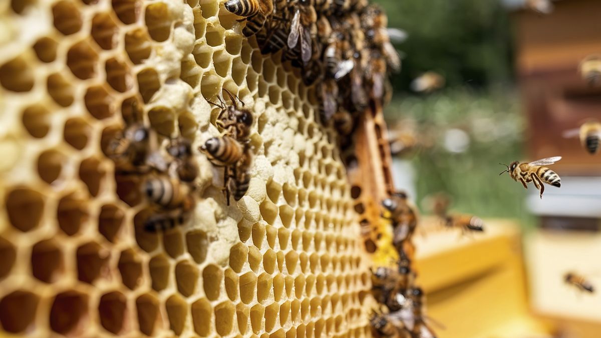 Krzyżówka o pszczołach