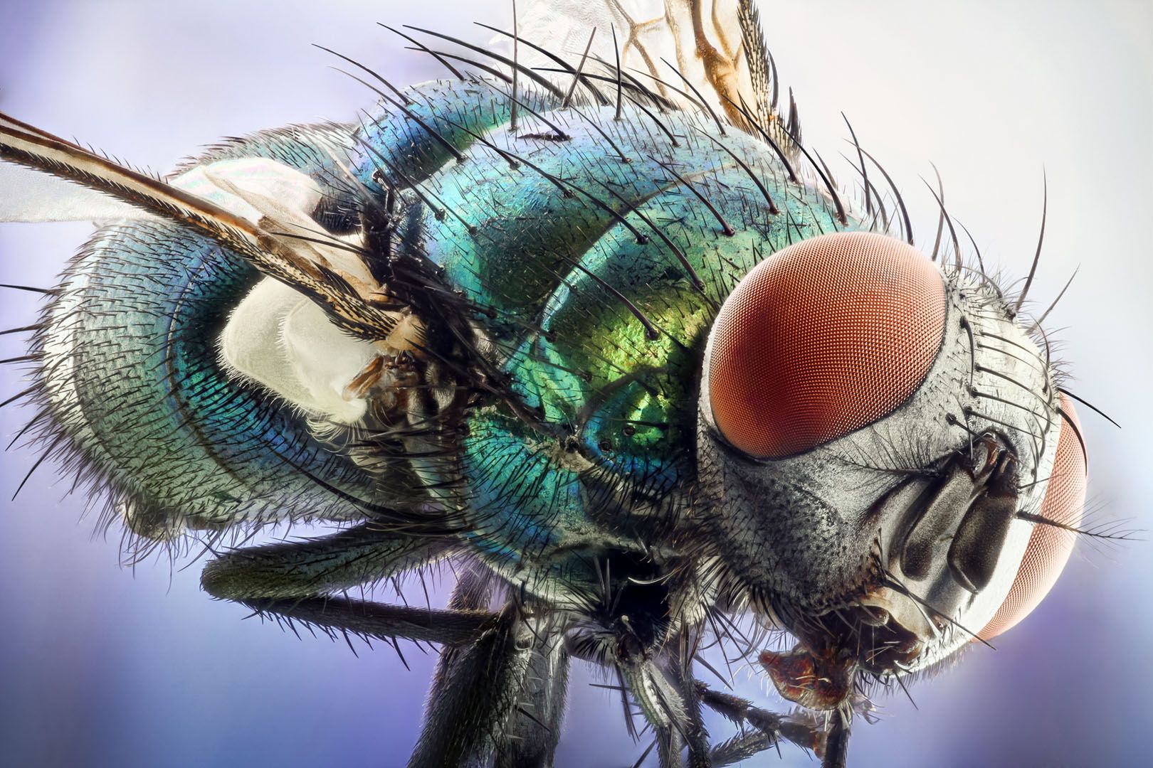 Wspaniały świat z bliska, czyli finaliści Nikon’s Small World 2016. Polacy wśród wyróżnionych 13