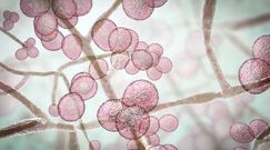 Lekooporny grzyb na plaży. Odkryli śmiertelnie groźny patogen