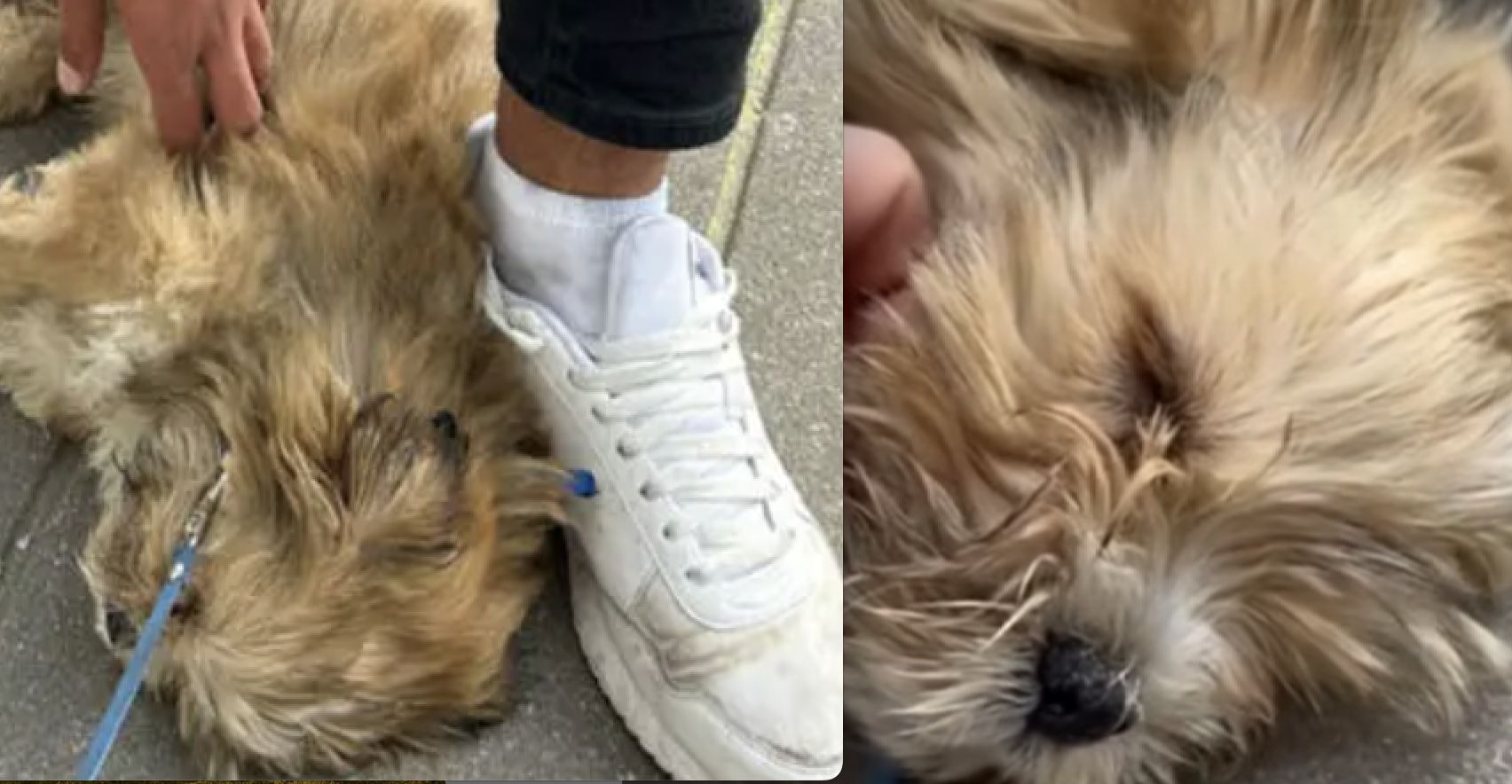 Pies był odurzony lekami. Był pod "opieką" 14-letniego żebraka